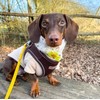 Bunty Dog Harness X-Small Dog - Lightweight Durable Design, Breathable