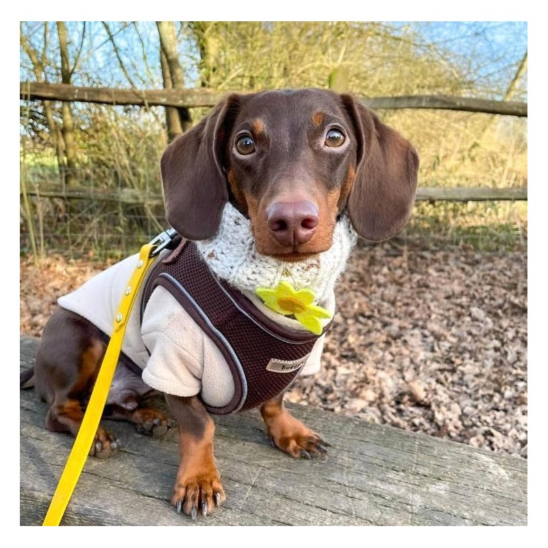 Bunty Dog Harness X-Small Dog - Lightweight Durable Design, Breathable