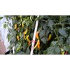 Aji Golden Pepper 10+ Seeds