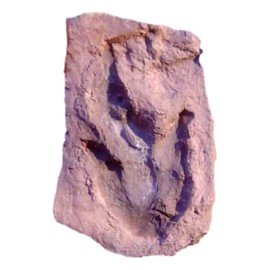 Grallator Dinosaur Footprint Track Fossil Replica with Mud Crack - 3" x 5" - Display Piece by Dinosaurs Rock