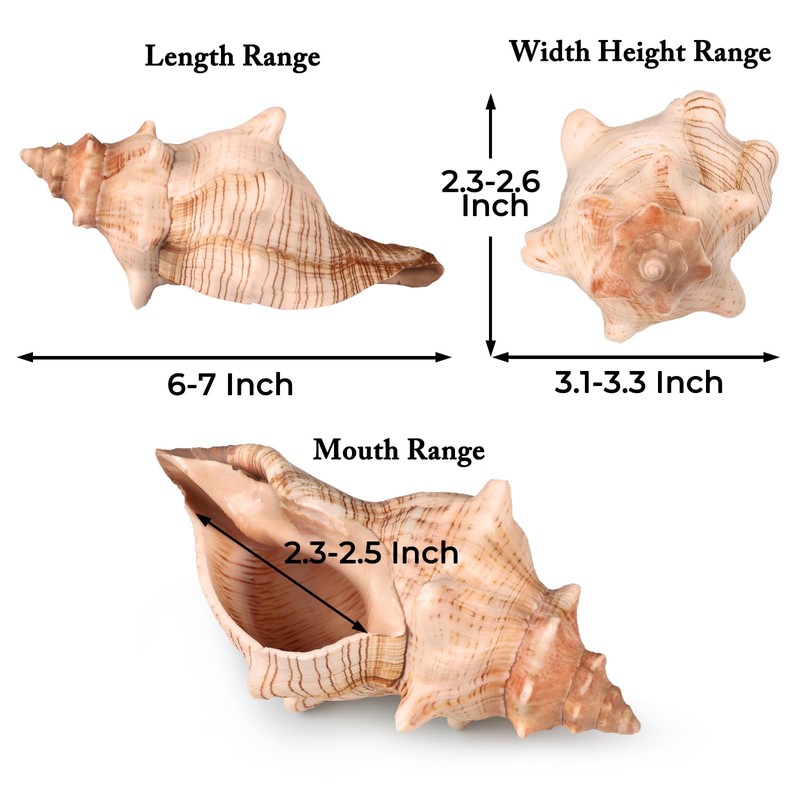 Giant Natural Conch Shell, Striped Fox Conch Seashell 6 inches,