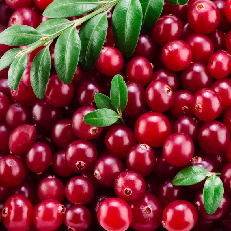 Outsidepride Cranberry - 250 Seeds