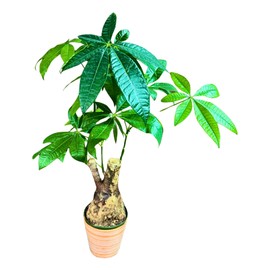 PLANTVERS Live Money Tree 2ft in a 6" Grow Pot | Pachira Aquatica Bonsai | Air Purifying Indoor Plant | Low-Maintenance Tree | Gift Plant