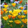ESCHSCHOLZIA californica (California Poppy, Formula Mix) Flower Seeds, Long-Lasting Blooms,