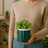 D'vine Dev 4 Inch Design Self Watering Planter for Indoor