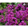 Crape Myrtle Twilight | 2 Extra Large 3 Gallon Plants