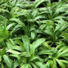 KVITER 1000 Culantro Seeds (Eryngium Foetidum) – Mexican Coriander Seeds/Semillas de Culantro/Recao/Chadon Beni Heirloom Seeds Non GMO Organic – Herb Seeds for Planting Outdoors & Indoor Garden