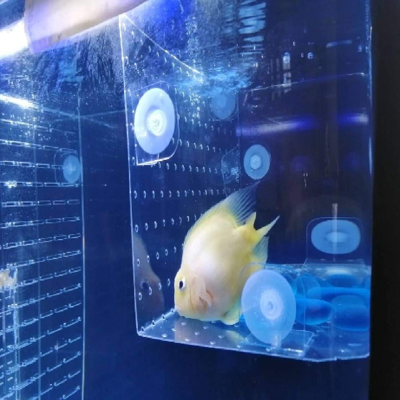 Bilaida ABS (30x30CM) Aquarium Divider Plate for Mixed Fish Breeding