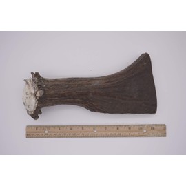 Mountain Dog Chews - Monster Moose Antler Dog Chew - Grade A Premium - Organic - Made in USA - No Mess