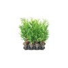 Thuja Arborvitae Green Giant - 5 Live Quart Size Plants