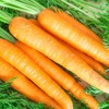 Carrot-Imperator 58 (1000 Seeds)