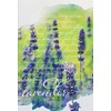 Expressive Scent 6 Pack Lavender Large Scented Sachet Envelope -