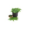 Fresh Neem leaves Organic Leaves -100% Certified Fresh From Florida