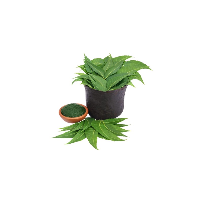 Fresh Neem leaves Organic Leaves -100% Certified Fresh From Florida
