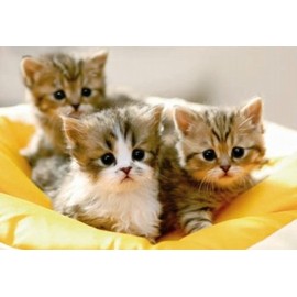 450 Piece Jigsaw Puzzle Master Dakoshite Nya Small Piece (10.2 x 15.0 inches (26 x 38 cm))