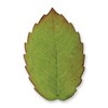PME Veined Rose Leaf Plunger Cutter, 3X-Large Size