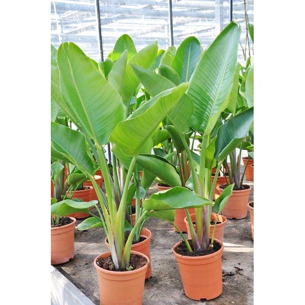 FUN AND GROW SEEDS: Seeds Banana Tree Indoor Perennial Ornamental