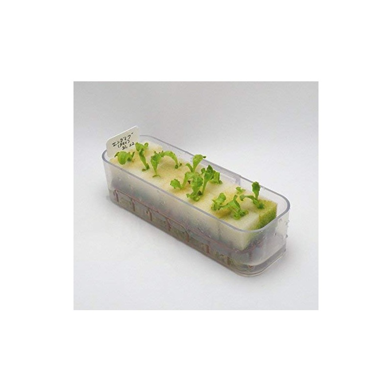 Living Farm Endive Sponge Media with Seeds (Urethane Media for