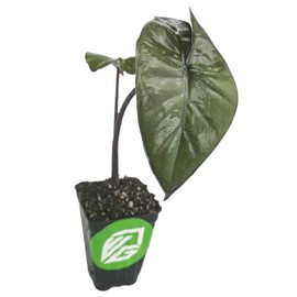Metallica Elephant Ear - Alocasia plumbae - Live Plant