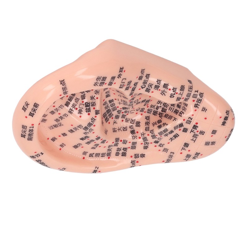 6.7in Ear Acupuncture Model Silicone Engraving Ear Massage Acupuncture Model