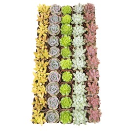 Live Succulents Plants Live Bulk Plant Tray (50 Pack), Bulk Succulents Live Indoor Plants Live Houseplants, Live Plants in Cactus and Succulent Soil Mix, Live Plant Kit Plant Gifts by Plants for Pets