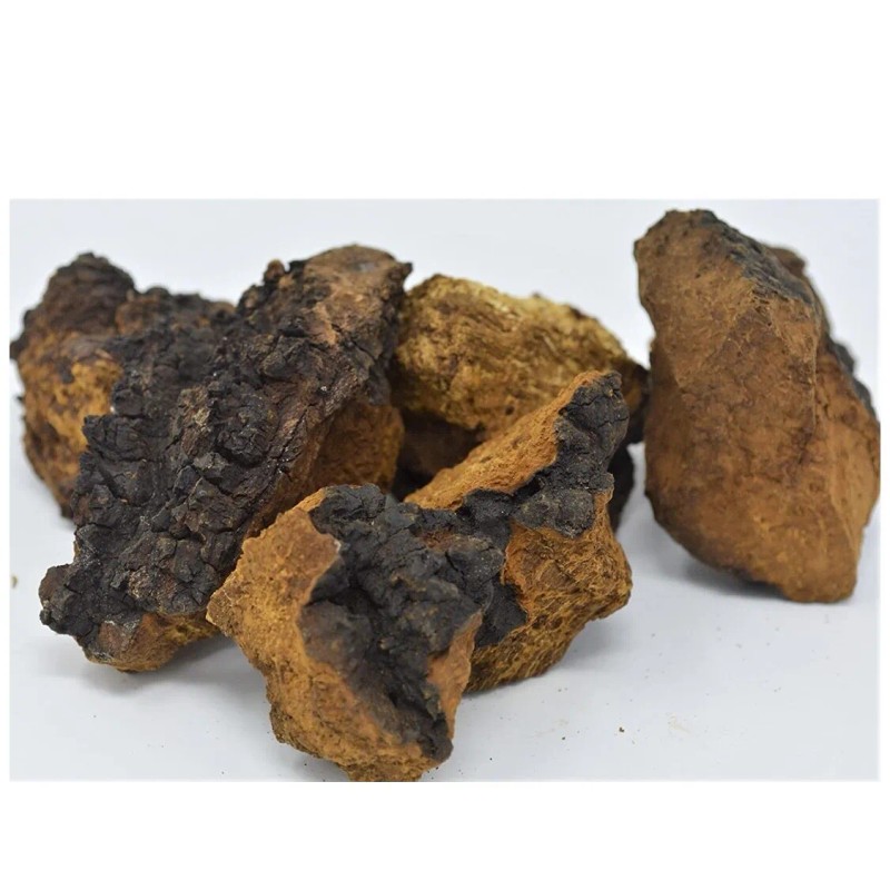 CHAGA chunk Northern Minnesota CHAGA chunks - PREMIUM MUSHROOM TEA