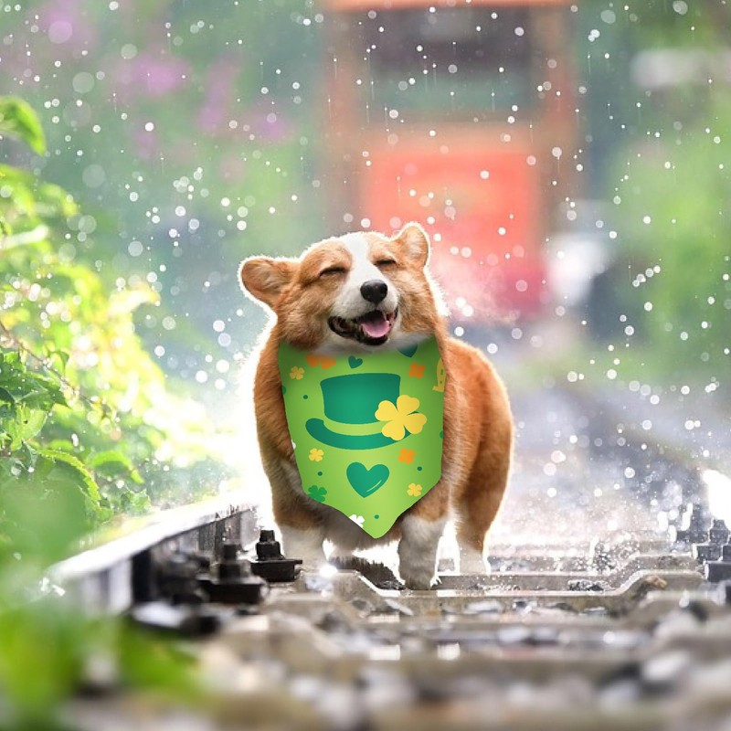 craspire 2 Sided Pack of 2 St. Patrick's Day Clover