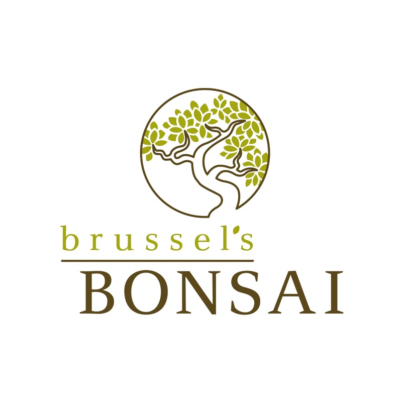 Brussel's Bonsai - Live Dwarf Jade Bonsai Tree in a