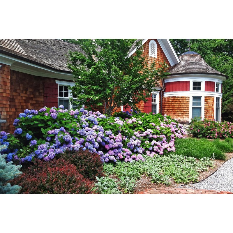 100+ Mix Hydrangea Seeds for Planting Macrophylla Giant Snowball Bonsai