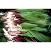 Wild Garlic Ramsons Bear Leek Wild Onion Seeds for Planting