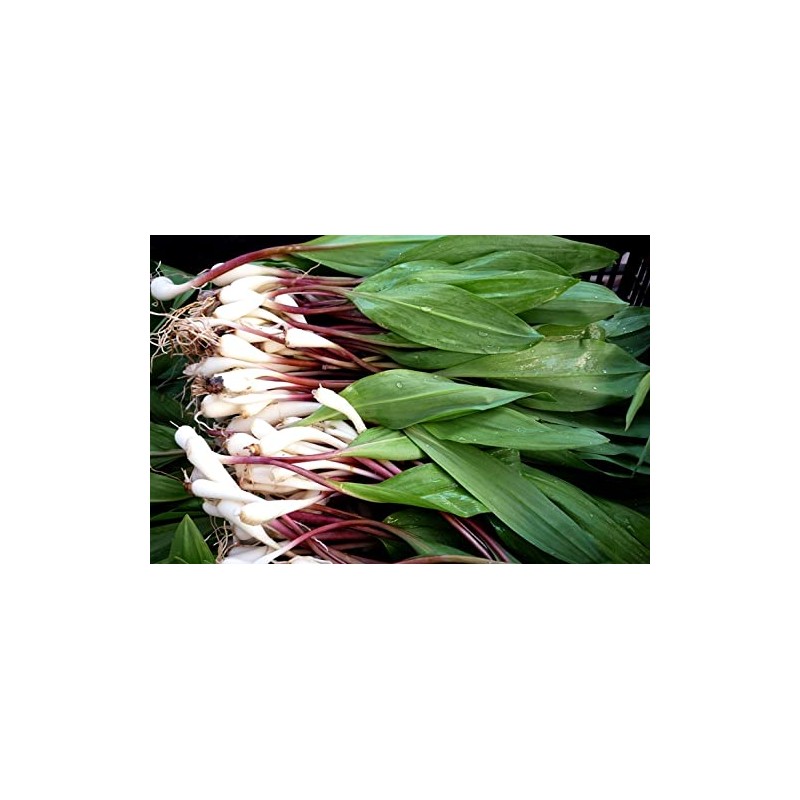 Wild Garlic Ramsons Bear Leek Wild Onion Seeds for Planting