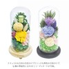 Offering Glass Dome Glass Dome Shizuki