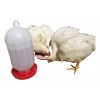Plásticos genéricos Bebedero Para Aves, Pollos, Gallinas Etc. Capacidad 4