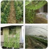 6 x 160FT Trellis Netting, Heavy-Duty Polyester Plant Trellis Netting,