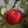 Gala Apple Tree, Deciduous, Early Harvest, Moderately Sized, 1 gal