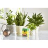 Miracle-Gro Water Soluble All Purpose Plant Food 1.5 lbs.
