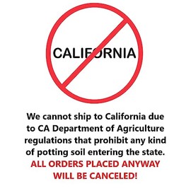 Brandywine Red Maple Tree - Live Plant Shipped 1 to 2 Feet Tall in Gallon Containers (No California)