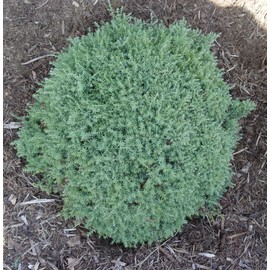 Chamaecyparis obt. 'Blue Feathers' (Hinoki Cypress) Evergreen, blue foliage, #2 - Size Container