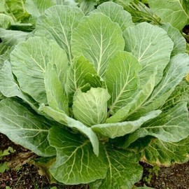 POPPA IN THE GARDEN 600 Collard Seeds Southern Greens Vegetable THANKS FROM POPPA IN THE GARDEN