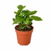 Arabica Coffee - Size: 3" Pot