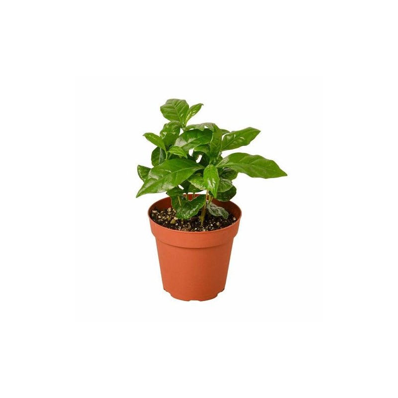 Arabica Coffee - Size: 3" Pot