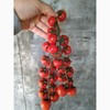 Tomato Cherry Maskotka Cascading Trailing Dwarf Bush Tomato 50+ Seeds