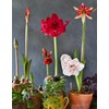 Cherry Blossom Amaryllis - Bare Root Bulb