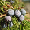 Juniperus communis (Common Juniper) Tree Seeds, Green to Bluish-Green Needle-Like