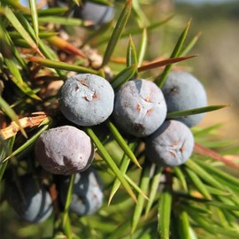 Juniperus communis (Common Juniper) Tree Seeds, Green to Bluish-Green Needle-Like Leaves, Berry-Like Cones, Seeds by MySeeds.Co, You Choose The Amount (1 oz)