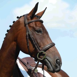 Collegiate Syntovia Figure 8 Bridle Pony Brown