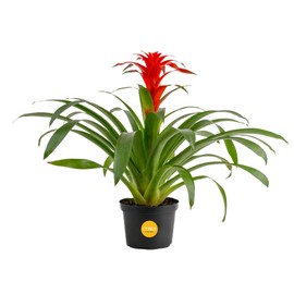 Costa Farms Bromeliad Live Plant | Blooming Flowers, 20-Inches Tall | Live Indoor Houseplant in Garden Flower Pot | Color Varies | Housewarming Gift | Home, Office and Room Decor
