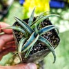 Banana Yucca Plant, Yucca Baccata, Evergreen Shrub, 2 Inch Pot