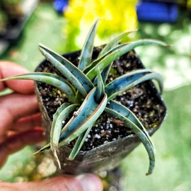 Banana Yucca Plant, Yucca Baccata, Evergreen Shrub, 2 Inch Pot