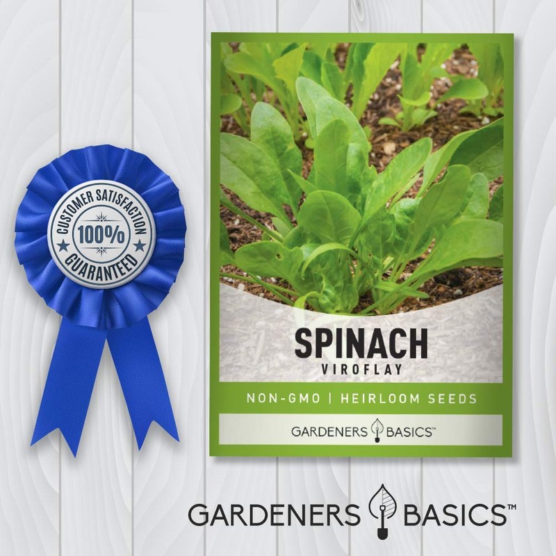 Gardeners Basics, Spinach Seeds for Planting (Viroflay) is A Great
